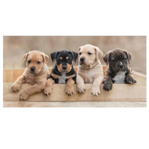 Prosop de baie și plajă pentru copii, bumbac 100%, Puppies Friends, 70x140 cm, 300 gr